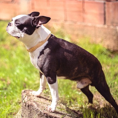 un boston terrier sur un tronc d'arbre