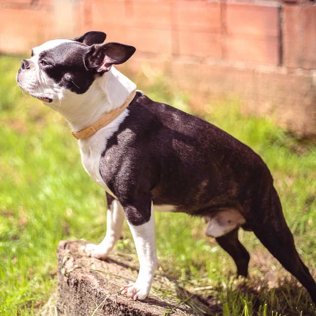 Ein Boston Terrier auf einem Baumstamm
