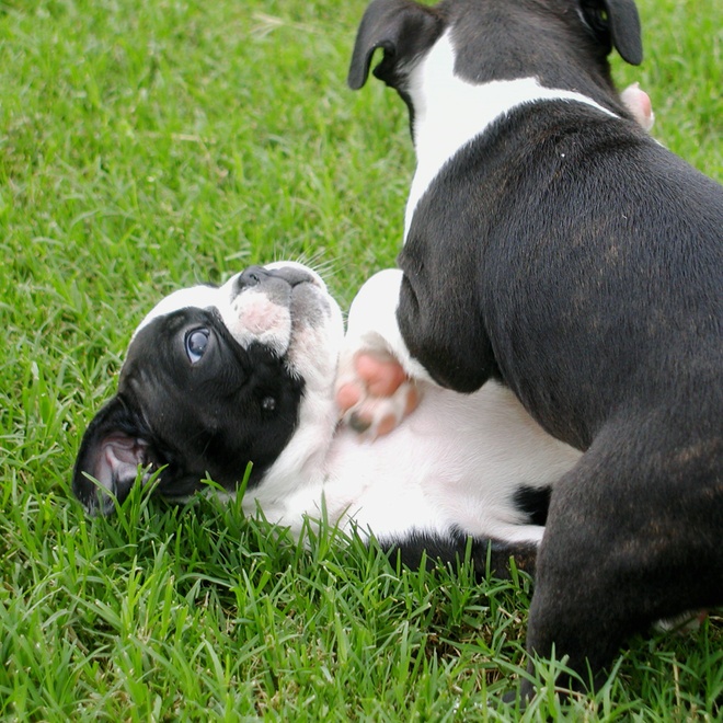 un boston terrier qui joue avec un autre boston terrier