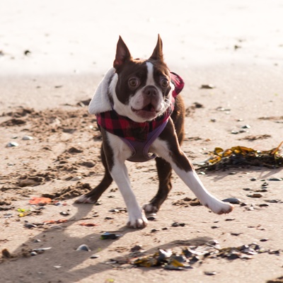 un boston terrier sur la plage