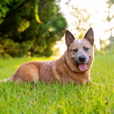 an Australian Cattle Dog, sitting in the grass, looking cheerful