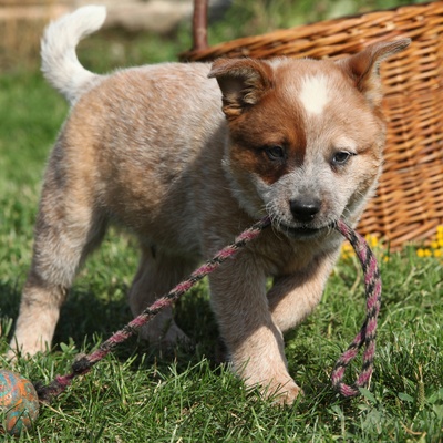 an australian cattle puppy pulling on a rope
