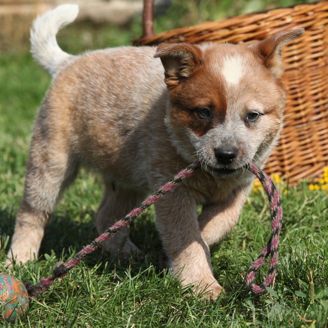 an australian cattle puppy pulling on a rope