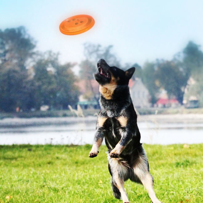 an Australian Cattle Dog jumping for a Frisbee