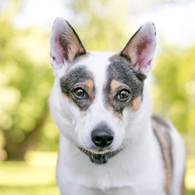 portrait of an australian cattle dog