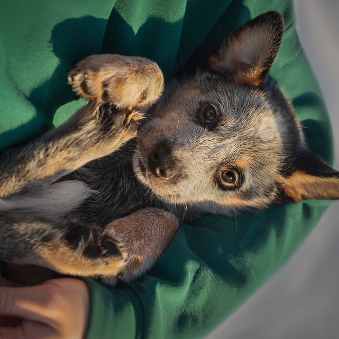 an Australian Cattle Dog in someone's arms