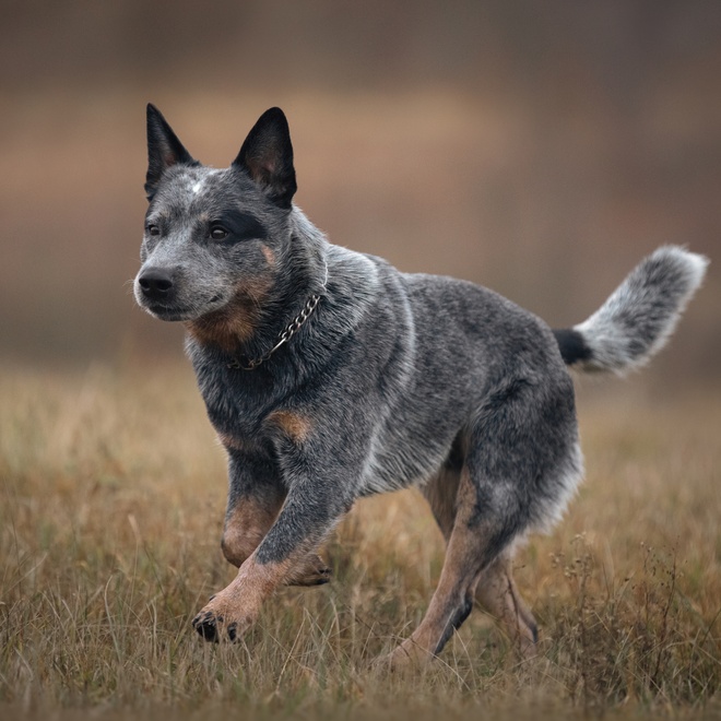 an Australian Cattle Dog running