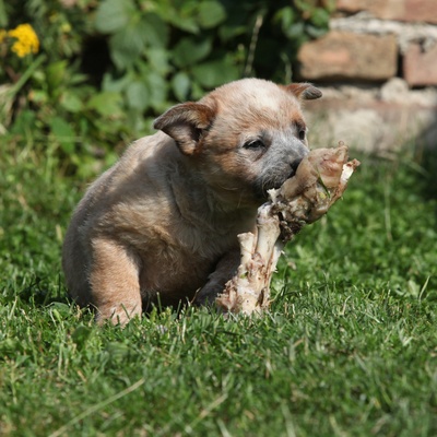 an Australian Cattle Dog eating a piece of meat
