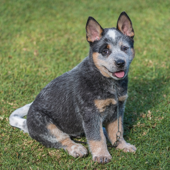 an Australian Cattle Dog puppy sitting in the grass