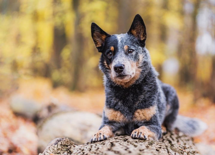 an Australian Cattle Dog lying on a log