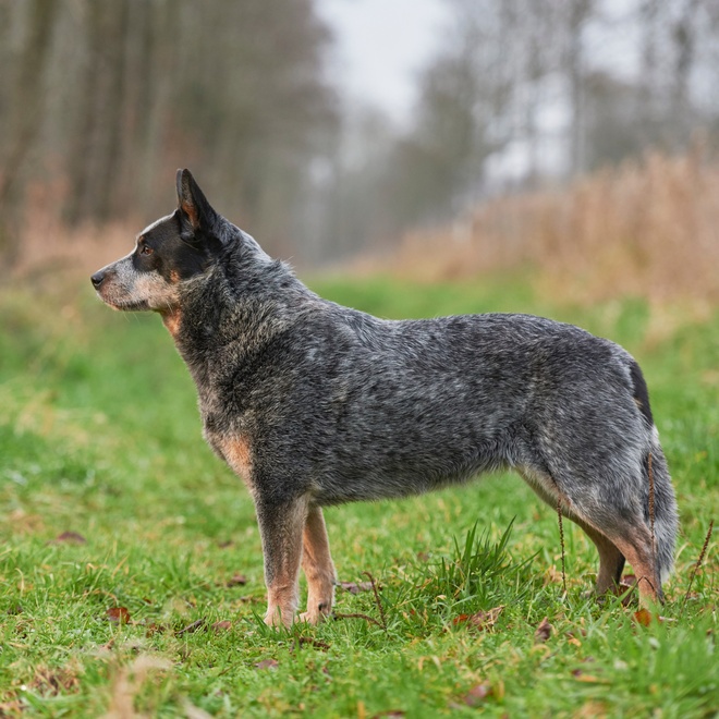 Australian Cattle Dog body profile