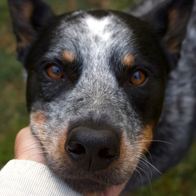 portrait of the head of an Australian Cattle Dog