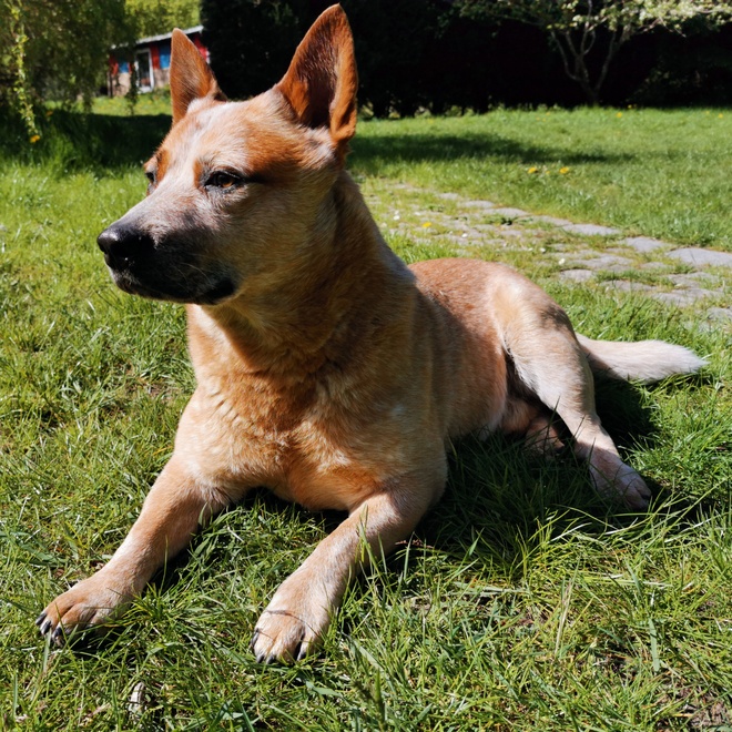 an Australian Cattle Dog lying on the lawn, soaking up the sun