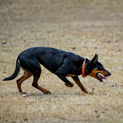 an Australian Cattle Dog exploring, his body tense