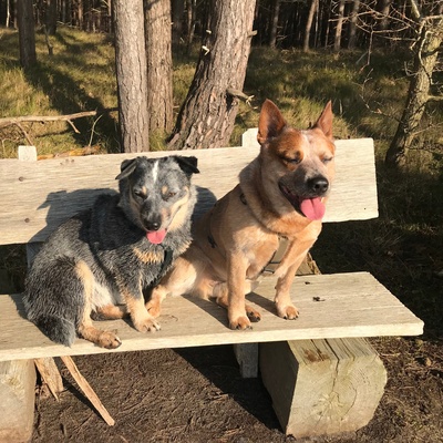 two Australian Cattle Dogs sitting side by side on a bench
