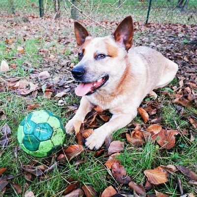 an Australian Cattle Dog playing with a ball in the forest