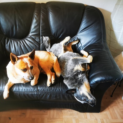 two cowboys reclining on a leather sofa