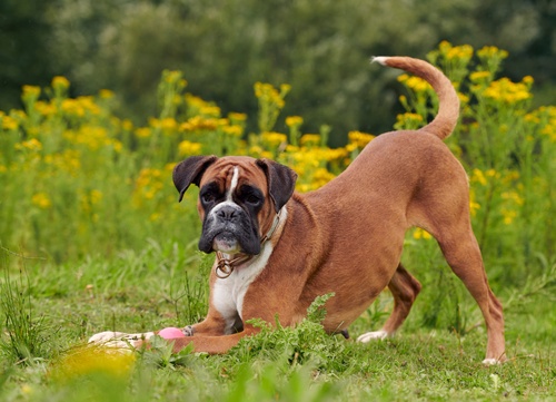 a boxer stretching out on the grass