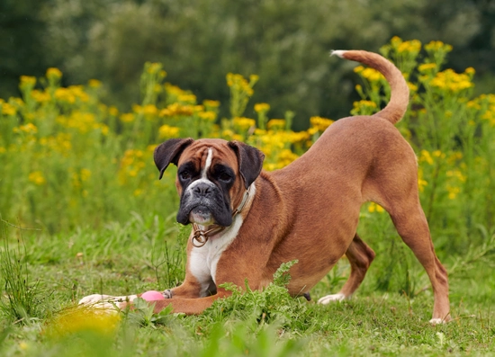 The Boxer Dog : origin, temperament, health and price