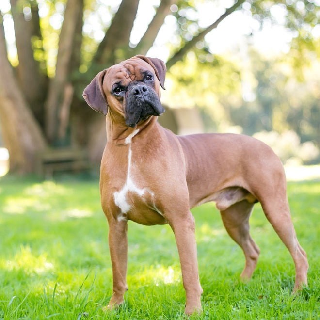 a boxer dog in the grass