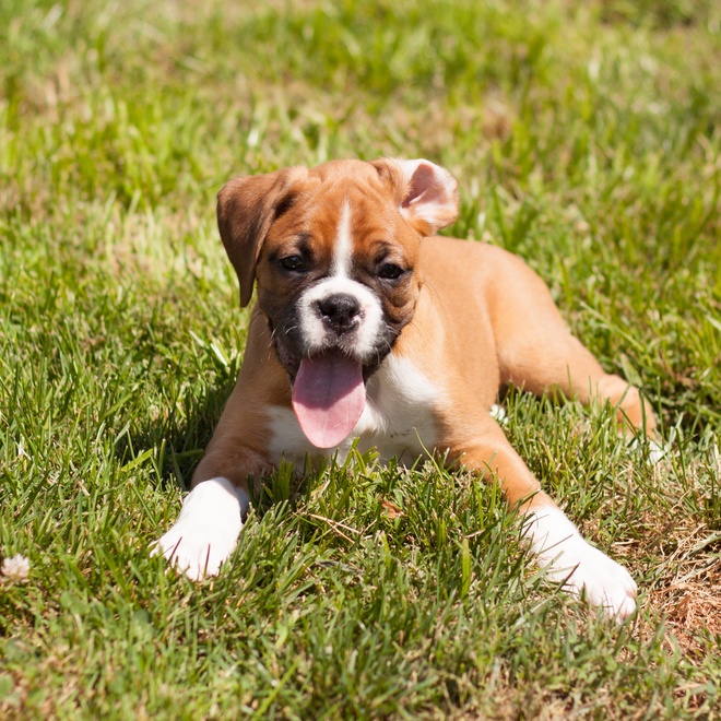 a little boxer dog in the grass, sticking out his tongue