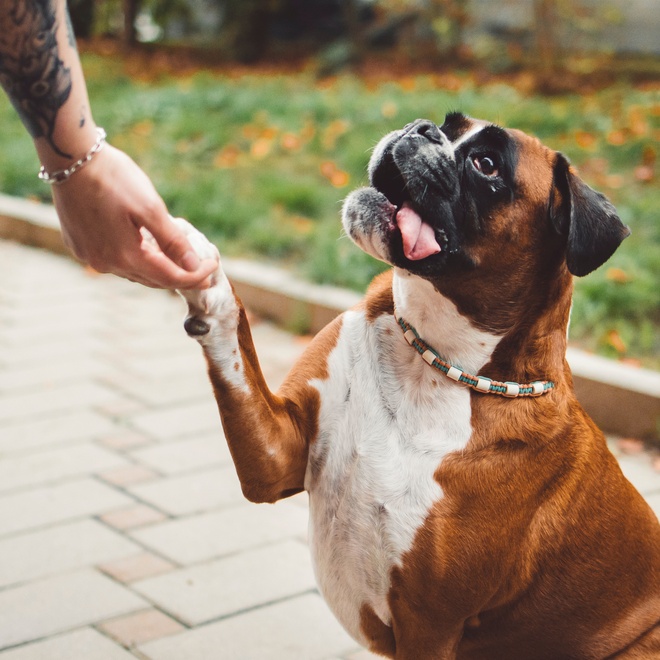 a boxer stretching his paw towards a person