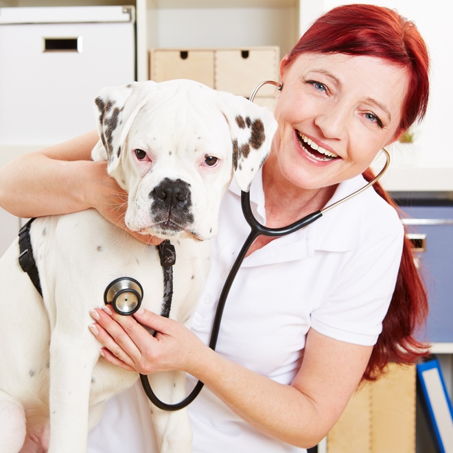 a boxer dog at the vet