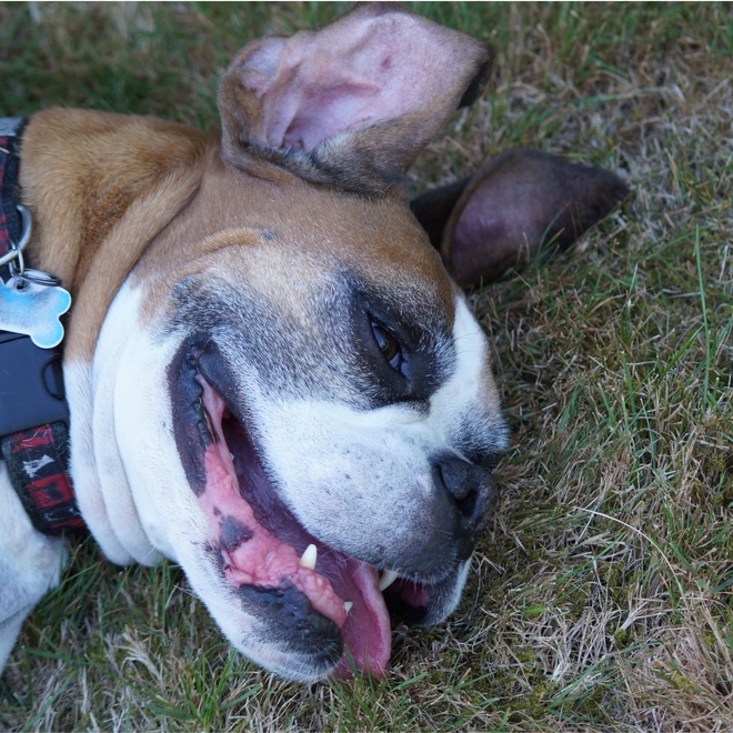 a boxer's head lying on the floor