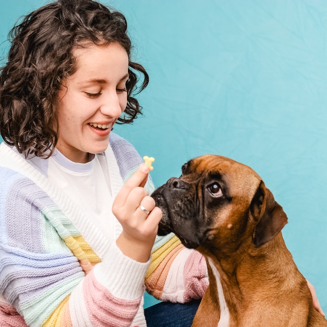 a boxer looking at a kibble in someone's hand