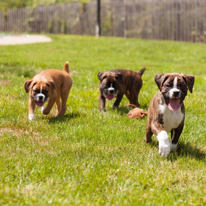 three boxers playing together on the grass