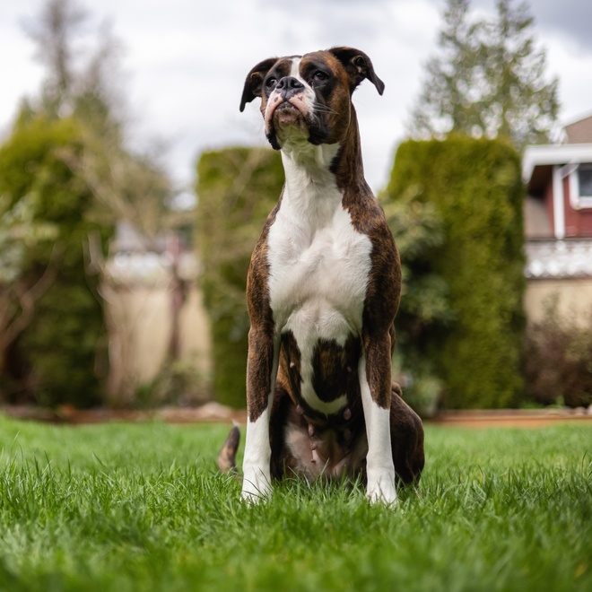 a boxer in the grass on alert