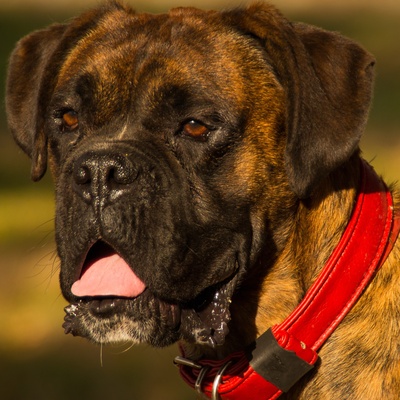 un boxer qui ouvre la bouche