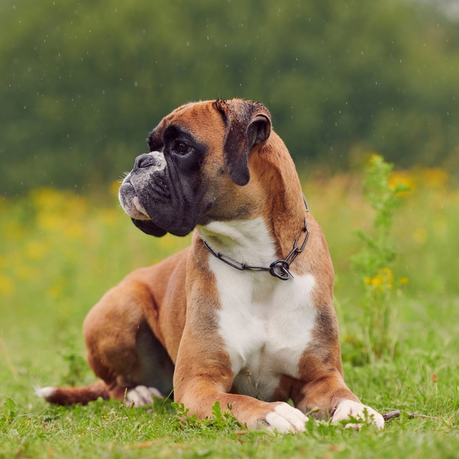 portrait of a serious-looking boxer dog