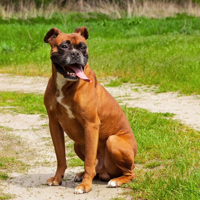 a boxer sitting on the grass