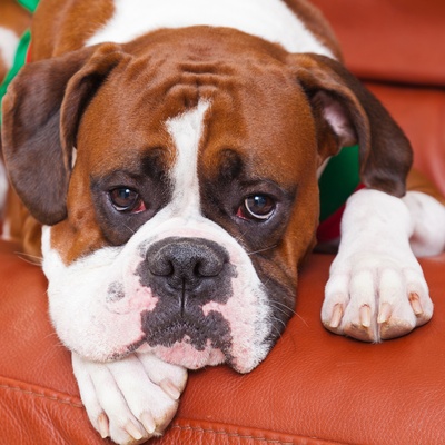 la tête d'un boxer appuyée sur un canapé