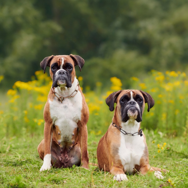 two boxer asiss side by side on the grass
