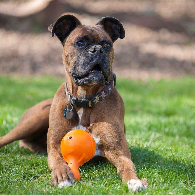 a boxer dog playing with a ball