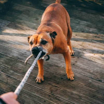 un boxer qui tire sur une corde