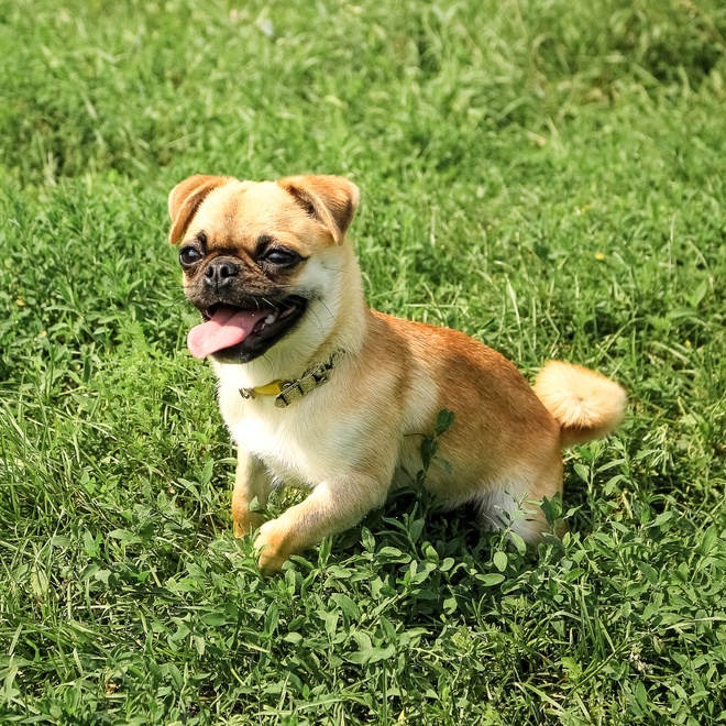 a Petit Brabançon sitting happily on the grass