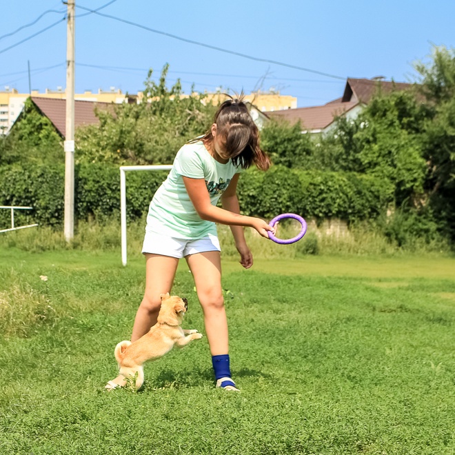 a Petit Brabançon who plays with a hoop with a person