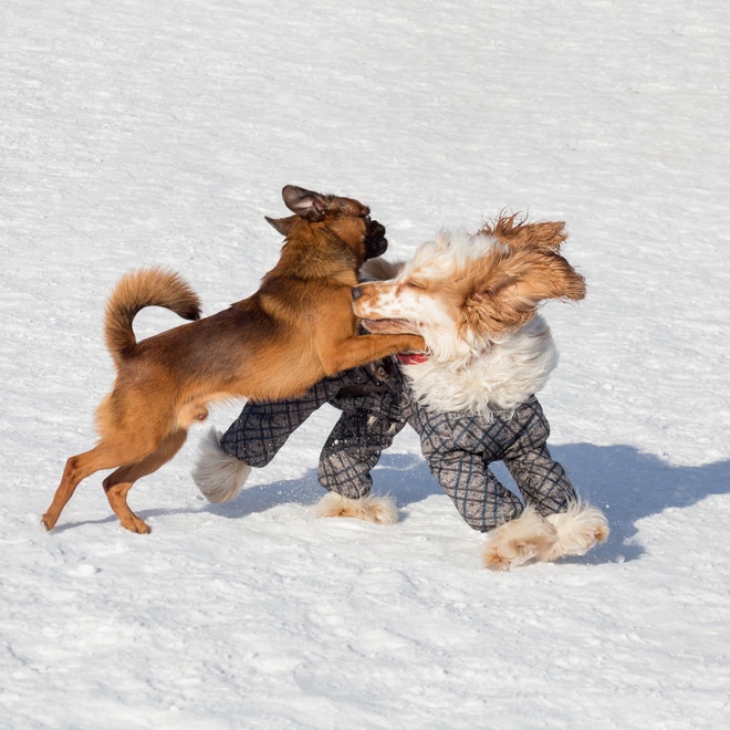 a Petit Brabançon playing with another dog