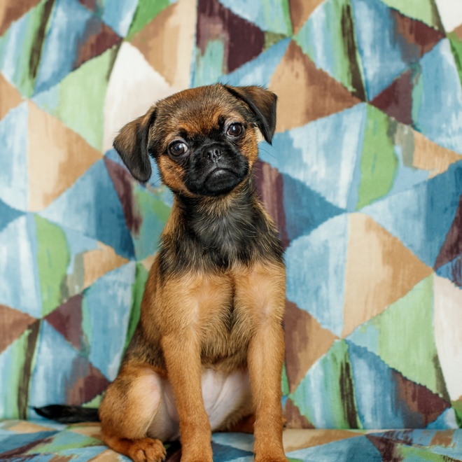 a Petit Brabançon sitting on a sofa