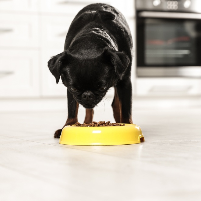 a Petit Brabançon who eats from a yellow bowl