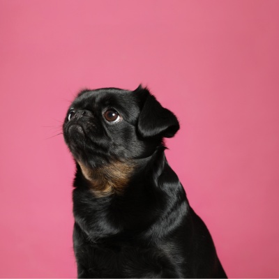 portrait d'un brabançon sur fond rose