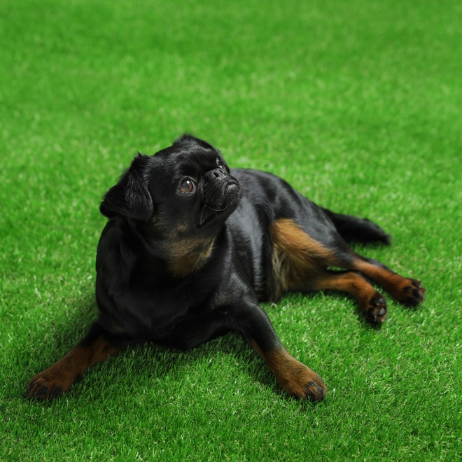 a Petit Brabançon sitting on grass