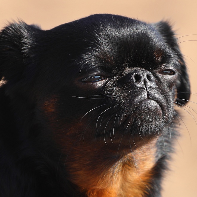 portrait of a Petit Brabançon who squints its eyes