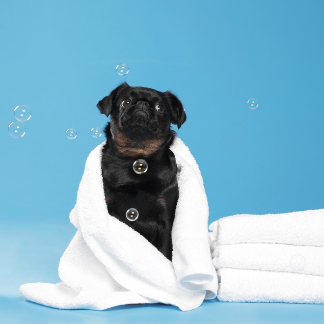 a Petit Brabançon wrapped in a bath towel
