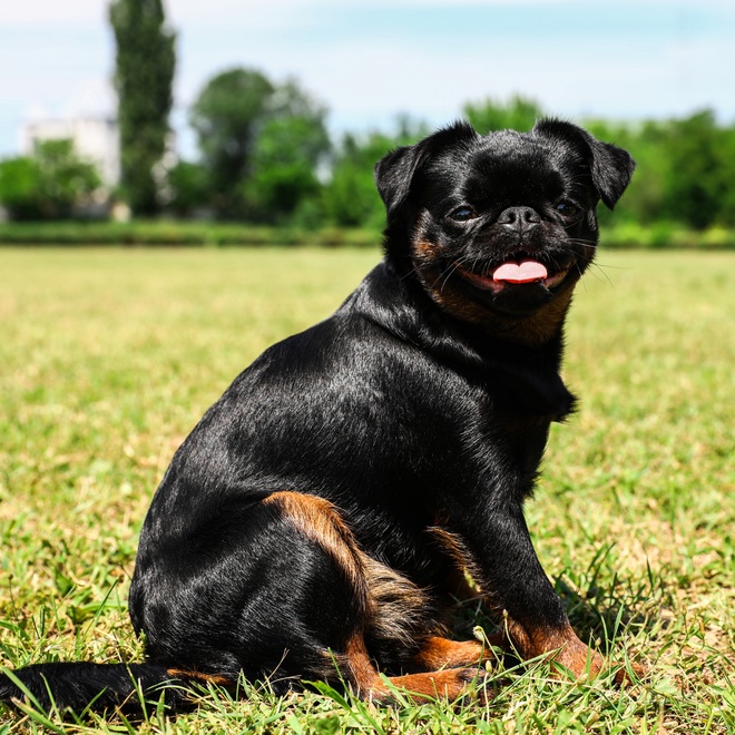 a portrait of a Petit Brabançon on grass