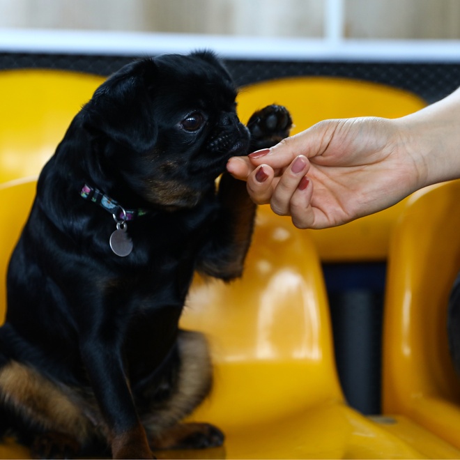 a Petit Brabançon who bites a person's finger