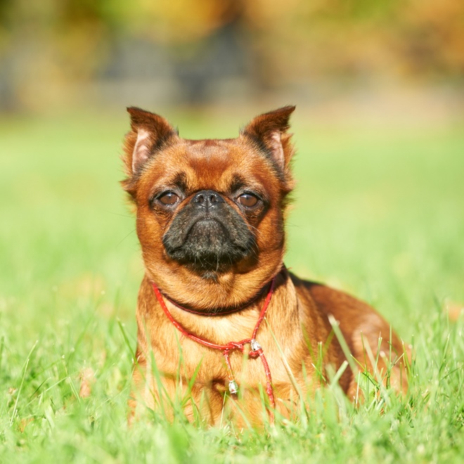 a Petit Brabançon sitting on grass looking at the camera
